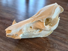 Wild Boar European Skull Mount