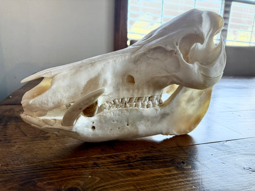 Wild Boar European Skull Mount