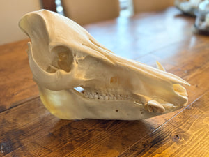 Wild Boar European Skull Mount