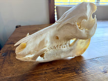 Wild Boar European Skull Mount