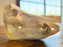 Wild Boar European Skull Mount