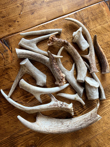 2lbs of Whitetail deer antlers various sizes for dog chews or crafts